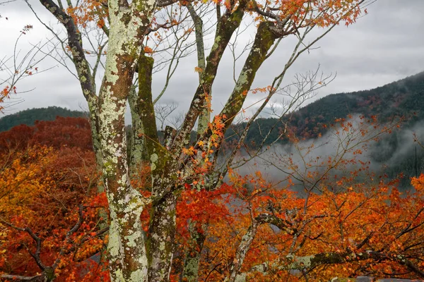 Árvore Bordo Vermelho Vibrante Outono Dia Ensolarado — Fotografia de Stock