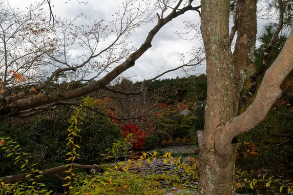 Tokio Zeer Schoon Openbaar Park Herfst Met Kleurrijke Bladeren Japan — Stockfoto