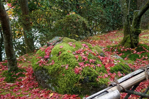 Levendige Rode Esdoorn Boom Herfst Zonnige Dag — Stockfoto