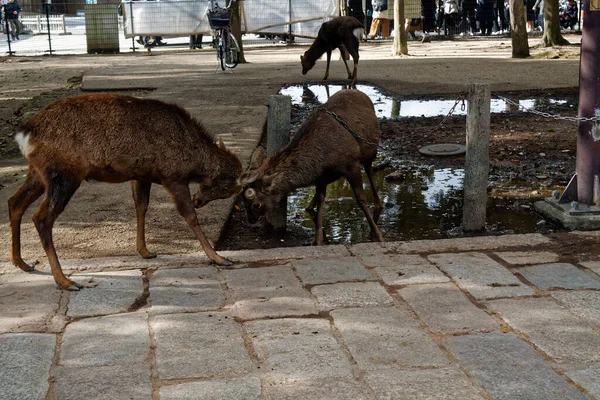 Ciervos Parque Público Nara Osaka Japón — Foto de Stock