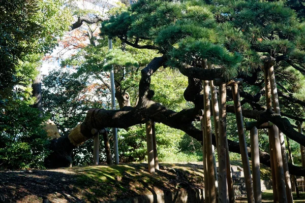 东京的公园 绿冠林立 阴影和沉默 — 图库照片