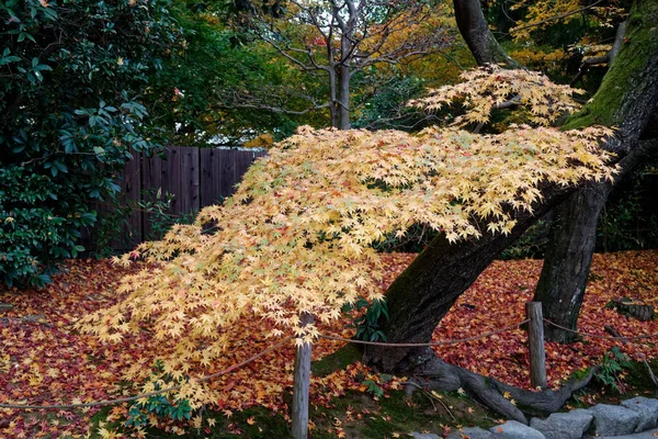 Openbaar Park Tokio Bomen Met Groene Kroon Schaduwen Stilte — Stockfoto