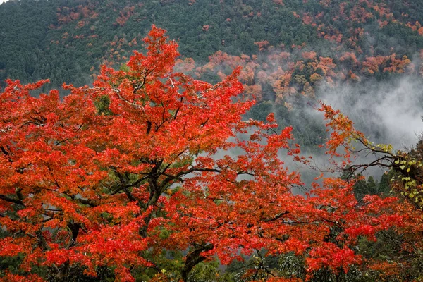 Japoński Jesienny Krajobraz Kolorowe Liście Strumień Japonii — Zdjęcie stockowe