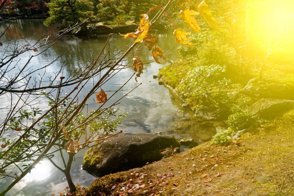 Rood Herfstblad Kleuren Buurt Van Vijver Met Boomreflectie Water Landschap — Stockfoto