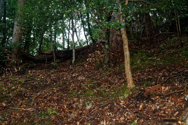 Vieilles Racines Arbres Dans Parc Sybmol Source — Photo