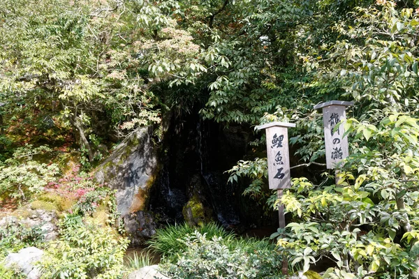 Natürliche Wasserquelle Den Bergen Das Wasser Fällt Von Einer Baumrinde — Stockfoto