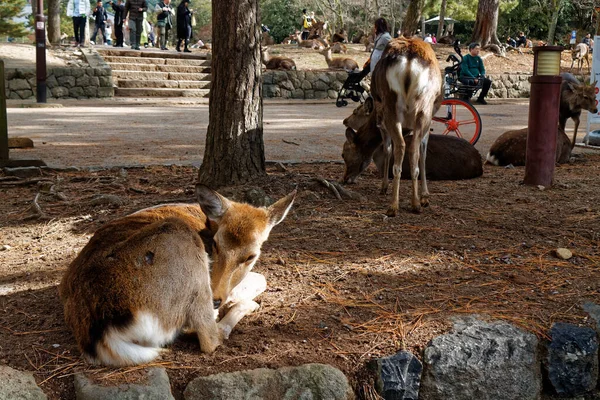 Ciervos Parque Público Nara Osaka Japón — Foto de Stock