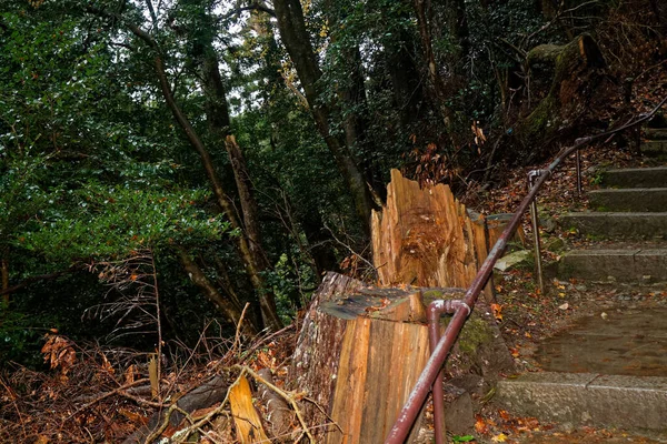 Japonia Zen Ścieżka Ogrodzie Park Sezonie Jesiennym Klon Drzewo — Zdjęcie stockowe