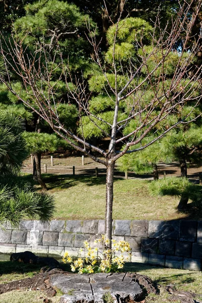 Tokio Bardzo Czysty Park Publiczny Jesienią Kolorowymi Liśćmi Kultura Japonii — Zdjęcie stockowe