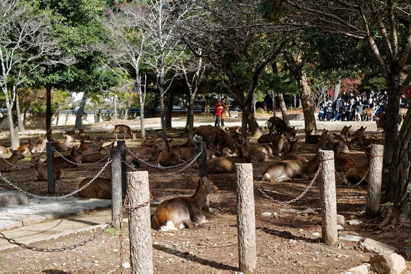 Hirsche Öffentlichen Park Von Nara Osaka Japan — Stockfoto