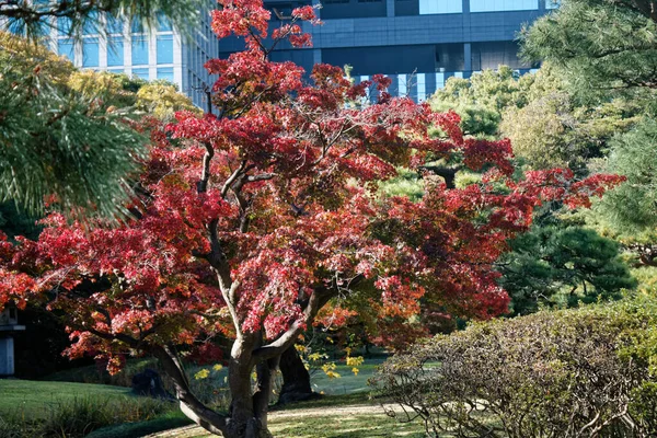 Lebendiger Roter Ahorn Einem Sonnigen Herbsttag — Stockfoto