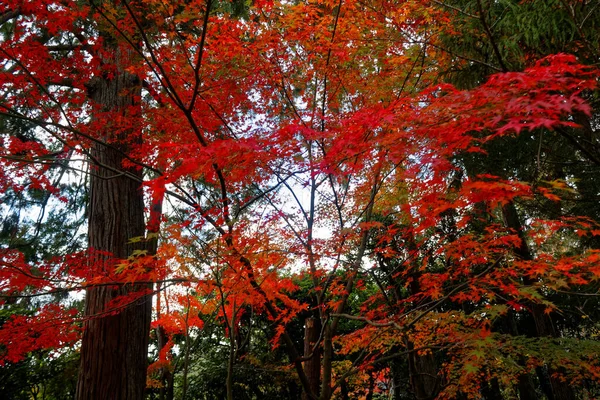 Vibrante Acero Rosso Autunno Giornata Sole — Foto Stock