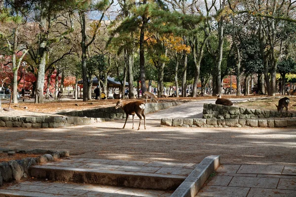 Ciervos Parque Público Nara Osaka Japón —  Fotos de Stock