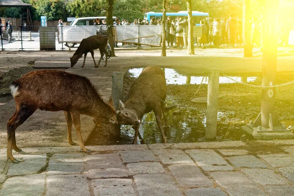 Ciervos Parque Público Nara Osaka Japón — Foto de Stock