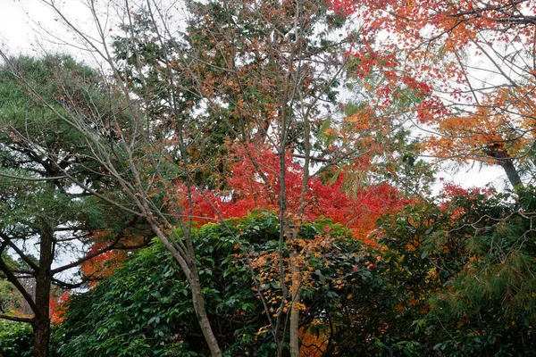 Красная Осень Листва Цвета Листьев Пруда Отражением Деревьев Воде Пейзаж — стоковое фото