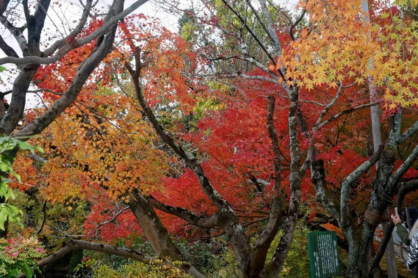 Érable Rouge Vif Automne Journée Ensoleillée — Photo