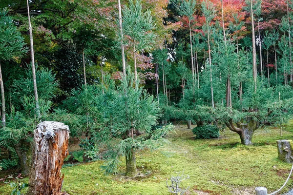 紅葉の美しい秋の東京の公園 日本文化 — ストック写真