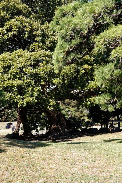 Openbaar Park Tokio Bomen Met Groene Kroon Schaduwen Stilte — Stockfoto