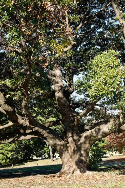 Parque Público Los Árboles Tokio Con Corona Verde Sombras Silencio — Foto de Stock