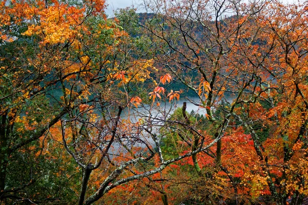 Japan Herfst Landschap Kleurrijke Bladeren Stroom Japan — Stockfoto