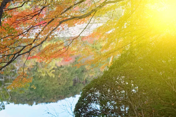 Red Fall foliage leaf colours near the pond with tree reflection in water. Landscape of beautiful garden before sunset