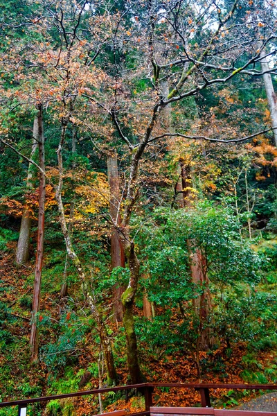 Offentlig Park Tokyo Träd Med Grön Krona Skuggor Och Tystnad — Stockfoto