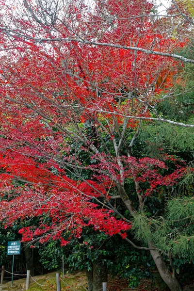 Levendige Rode Esdoorn Boom Herfst Zonnige Dag — Stockfoto