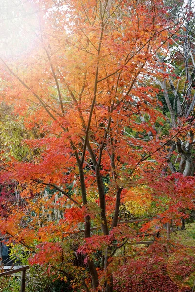 Vibrant Red Maple Tree Autumn Sunny Day — Stock Photo, Image