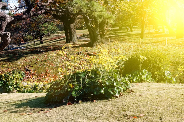 Tokios Sehr Sauberer Öffentlicher Park Herbst Mit Bunten Blättern Japanische — Stockfoto