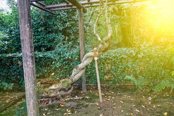 老树根在公园中的Sybmol来源 — 图库照片