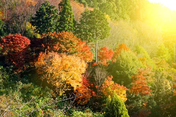 Japan Herfst Landschap Kleurrijke Bladeren Stroom Japan — Stockfoto