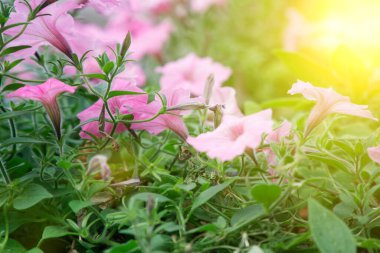 Çiçek yatağı çimenlik sonbahar konsepti, sonbahar arka planı.