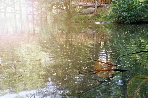 木のある都市公園の緑豊かな池 — ストック写真