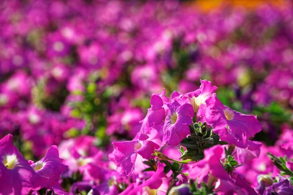 Jardín Otoño Con Una Espectacular Exhibición Vibrantes Flores Hortensias Rosa —  Fotos de Stock