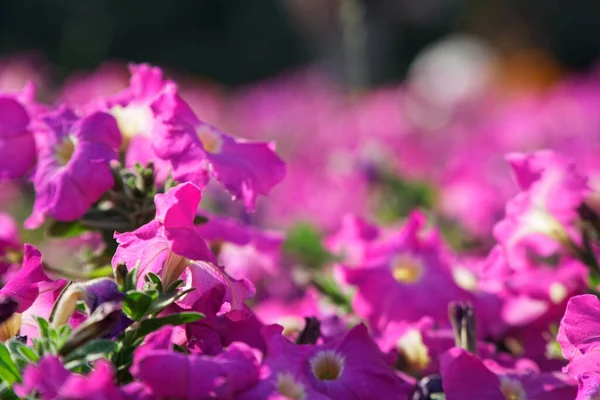 Jardín Otoño Con Una Espectacular Exhibición Vibrantes Flores Hortensias Rosa —  Fotos de Stock
