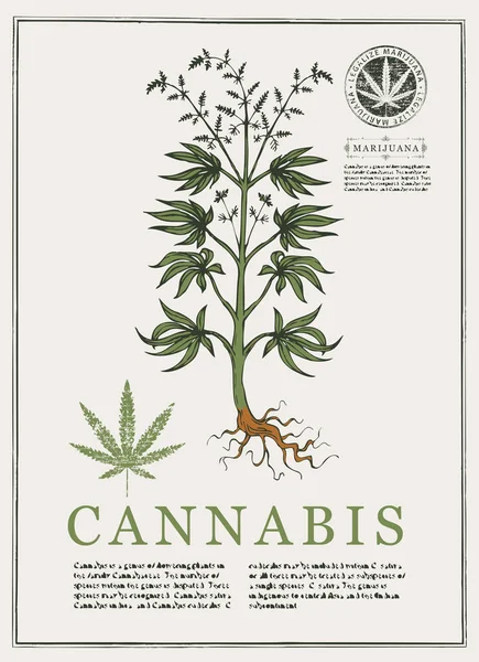 手描き植物ベクトル図大麻植物でレトロなスタイルで 古い本のページです 大麻やマリファナ 薬用植物 — ストックベクタ