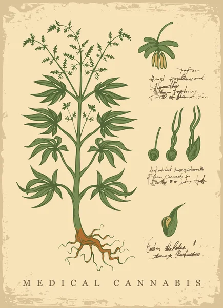 Illustrazione Vettoriale Botanica Disegnata Mano Stile Retrò Con Pianta Cannabis — Vettoriale Stock