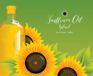 Vektör çizim veya ayçiçek yağı ile tam cam şişe, Olgun ayçiçeği ve yeşil zemin üzerine yeşil yaprakları ile el yazısı yazıtlar için banner.