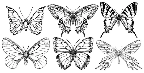 Retro Tarzı Çeşitli Kelebekler Vektör Kümesi Kelebek Kontur Çizim Gerçekçi — Stok Vektör