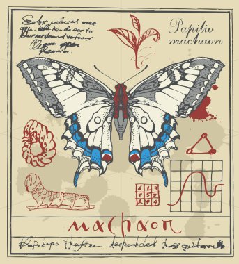 Vector illustration with drawing of a Papilio machaon butterfly and it larva on the background of old manuscript with ink stains. Illustration of a butterfly machaon with pale wings in retro style clipart