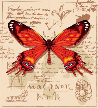 Machaon kelebek ve larva mürekkep lekeleri ile eski el yazması arka plan üzerinde çizim ile vektör afiş. Retro tarzı kırmızı kanatlı kelebek çizimi