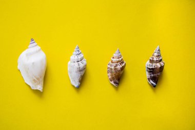 Deniz kabuklarını Sarı zemin üzerine yatay çizgi