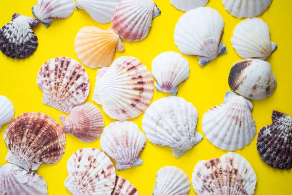 Different seashells lay down on yellow background — Stock Photo, Image