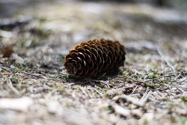 Cone de pinheiro no chão da floresta com bokeh — Fotografia de Stock