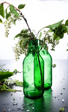 Çiçekli yeşil cam şişeler. Kuş kirazı ve açık yeşil yapraklar. Arka planda su damlaları var.