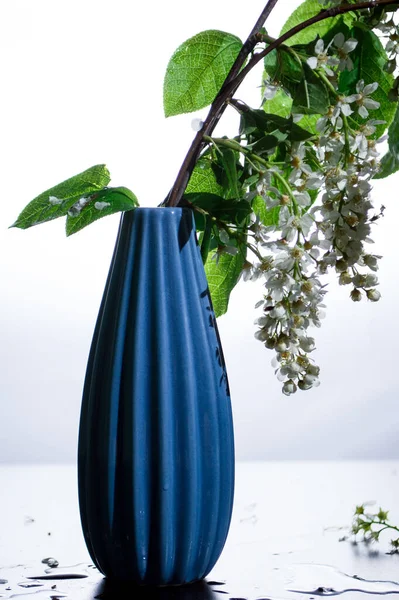 close-up spring blossom flowers bird cherry with green leaves in ribbed blue vase on light background