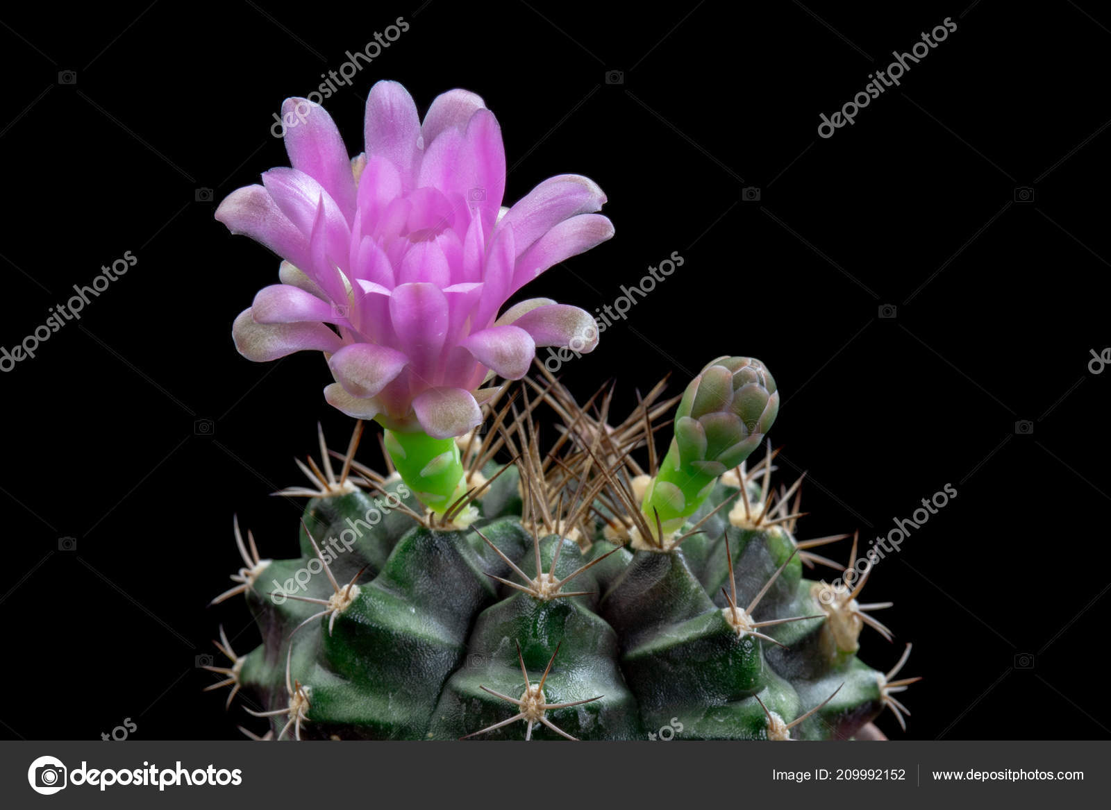 Blooming Cactus Fleur Rose Gymnocalycium Couleur