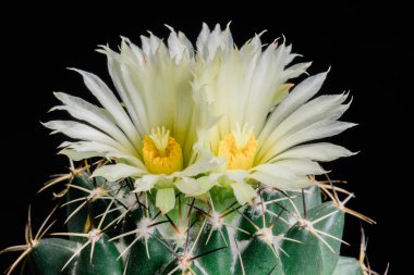 Çiçek açan kaktüs çiçek Coryphantha maiz-tablasensis