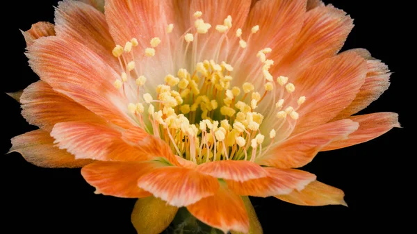 Flor Cactus Lobivia Color Naranja Híbrido —  Fotos de Stock