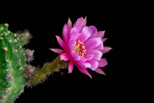 Floraison Cactus Fleur Echinopsis Hybride Rose Couleur — Photo
